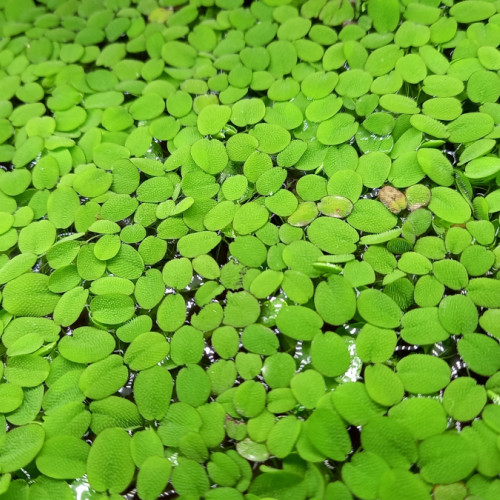 Portion de salvinia