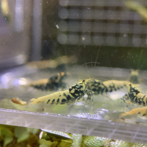 Caridina Boas issus boas orange / blue / gold