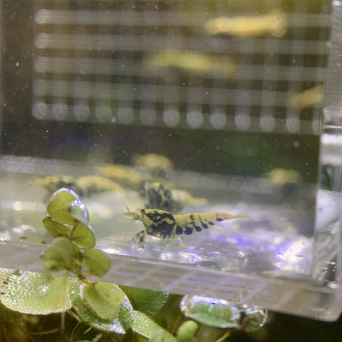 Caridina Boas issus boas orange / blue / gold