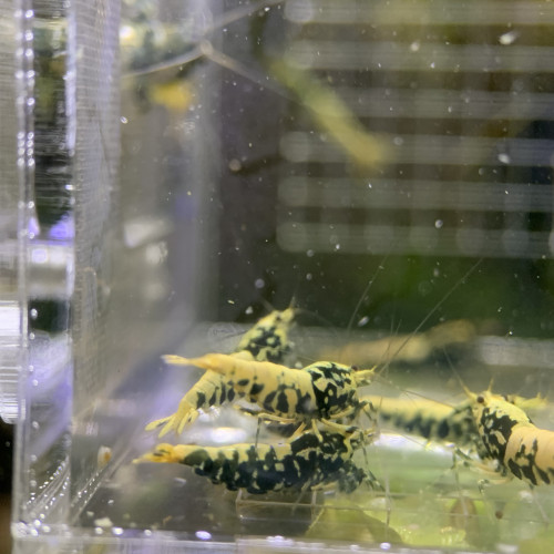 Caridina Boas issus boas orange / blue / gold