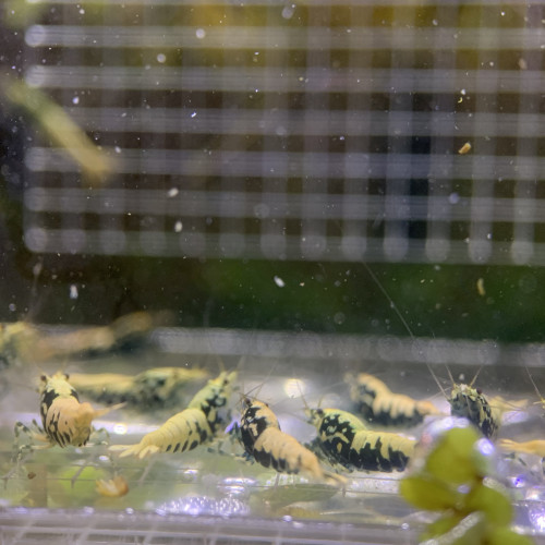 Caridina Boas issus boas orange / blue / gold