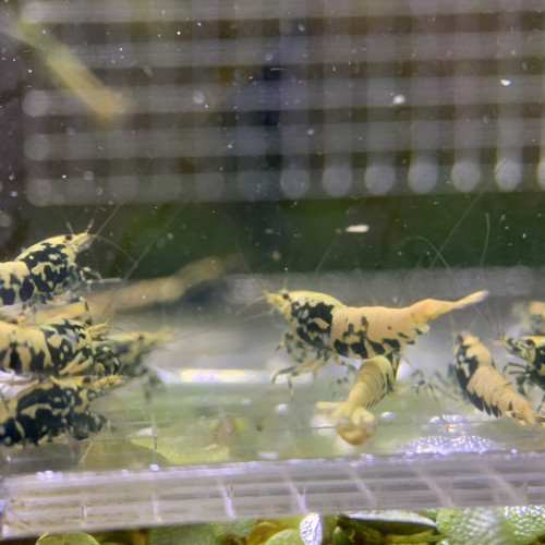 Caridina Boas issus boas orange / blue / gold