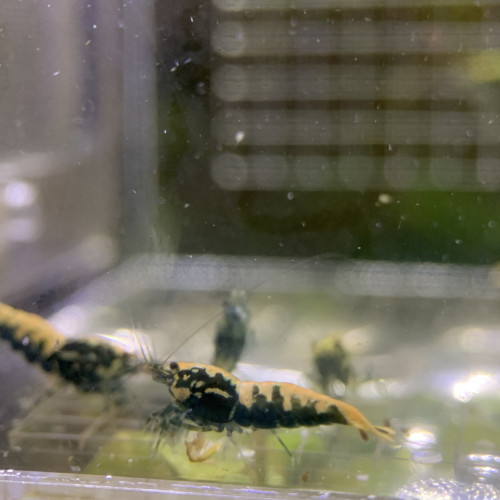 Caridina Boas issus boas orange / blue / gold