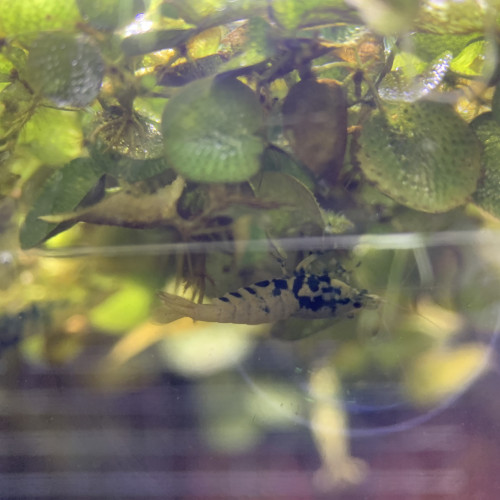 Caridina Boas issus boas orange / blue / gold