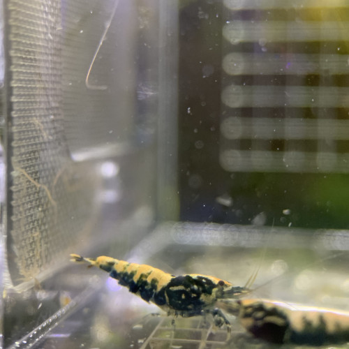 Caridina Boas issus boas orange / blue / gold