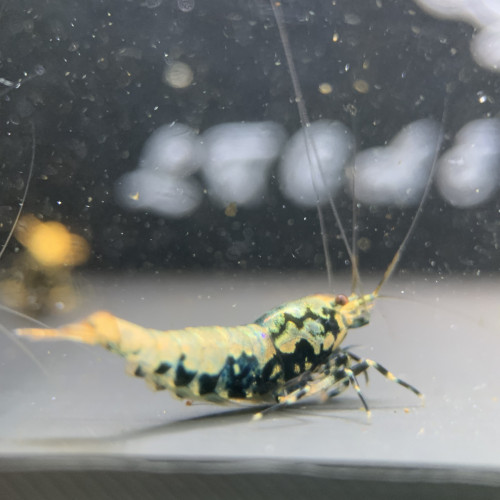 Caridina Boas issus boas orange / blue / gold