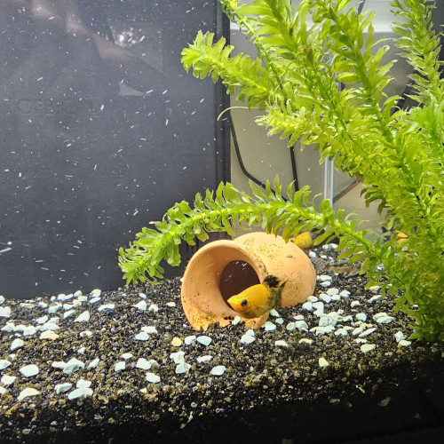 Don poissons d'aquarium