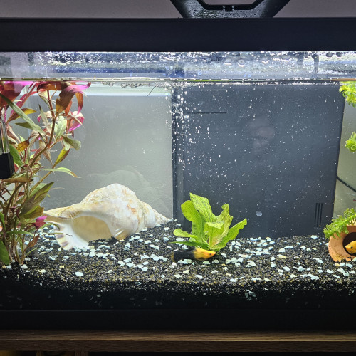 Don poissons d'aquarium