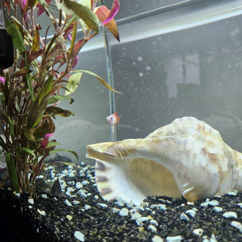 Don poissons d'aquarium