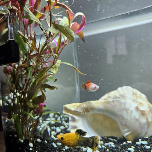 Don poissons d'aquarium