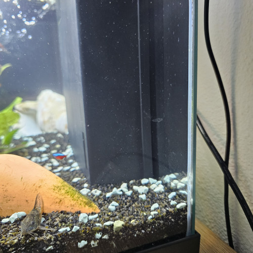 Don poissons d'aquarium