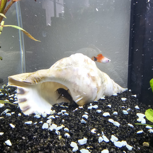Don poissons d'aquarium