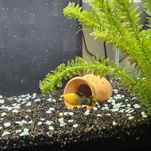 Don poissons d'aquarium