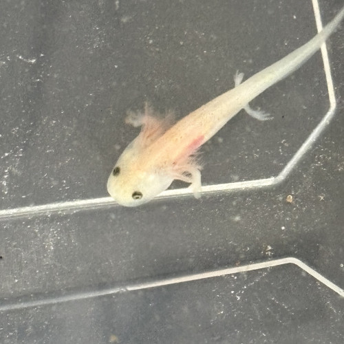 Axolotl