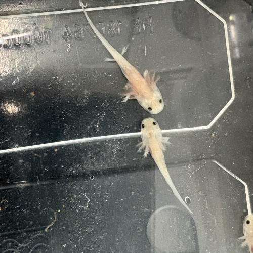 Axolotl