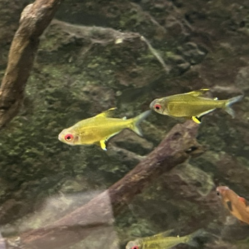 tetra citron