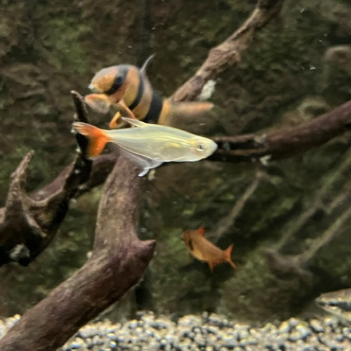 tetra queue rouge