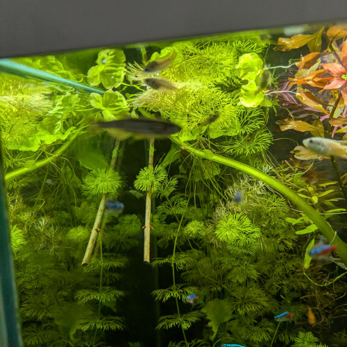Don de 3 danio rerio
