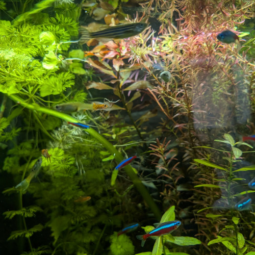Don de 3 danio rerio