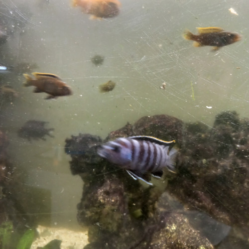 Meylandia zebra