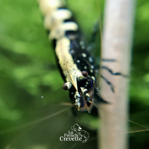 Caridina Pinto - Galaxy Fishbone