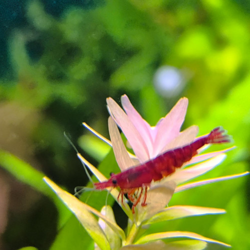 Crevettes neocaridina