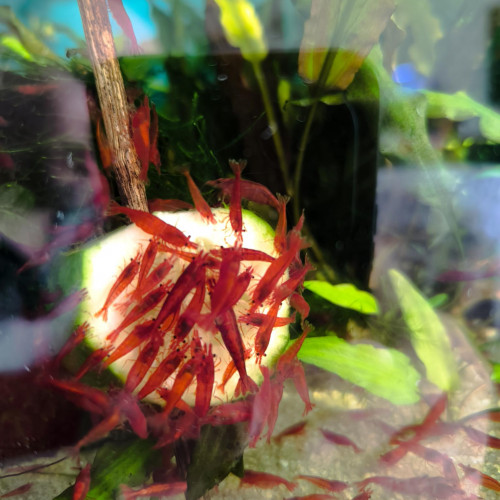 Crevettes neocaridina