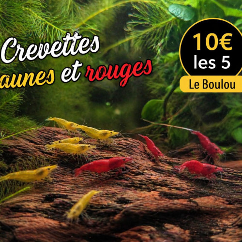 Crevettes néo caridina jaune ou rouge