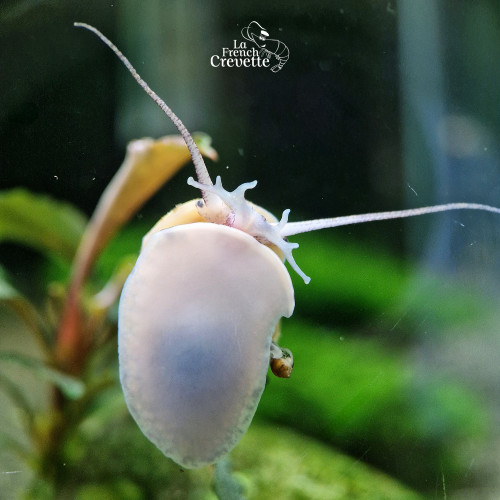 Escargot Asolene spixii