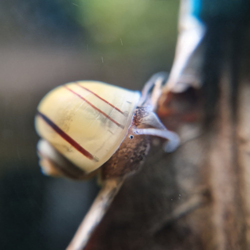 Escargot Asolene spixii