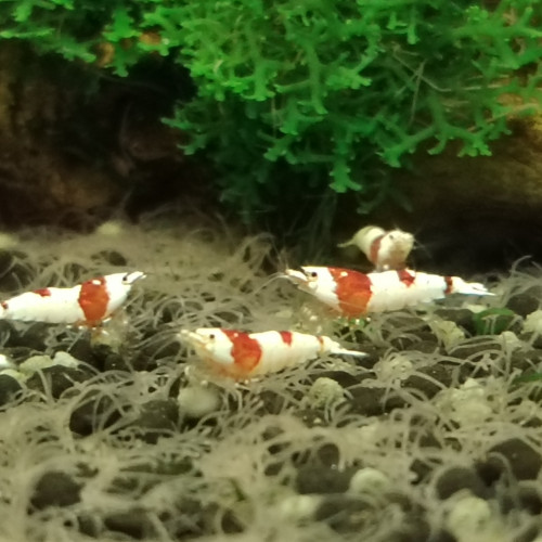 Crevettes red crystals