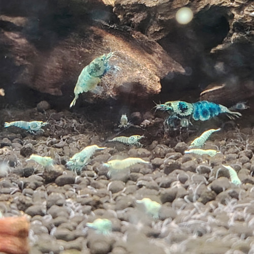 Crevettes Blues