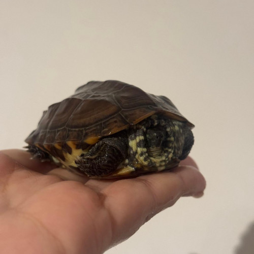 Don  2 tortues d'eau Mauremys reevesii