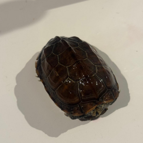 Don  2 tortues d'eau Mauremys reevesii