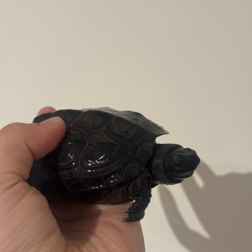 Don  2 tortues d'eau Mauremys reevesii