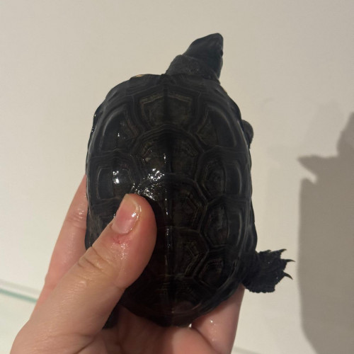 Don  2 tortues d'eau Mauremys reevesii