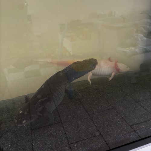 axolotl