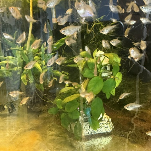 GOURAMI PERLE