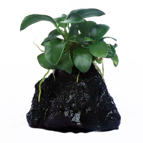 Anubias barteri (sans support)