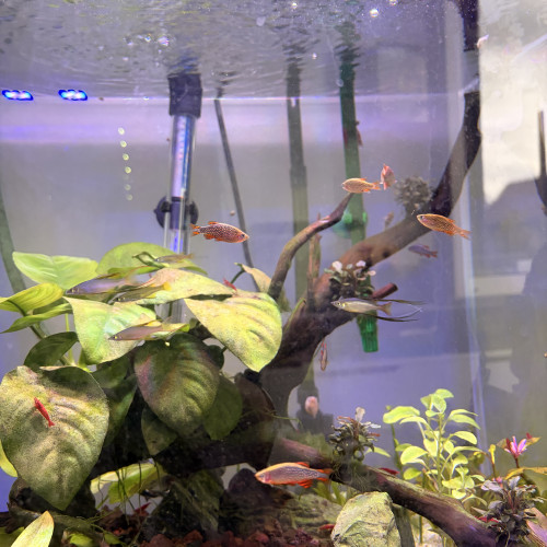Danio margaritatus/microrasbora galaxy + Iriatherina werneri /poisson arc en ciel