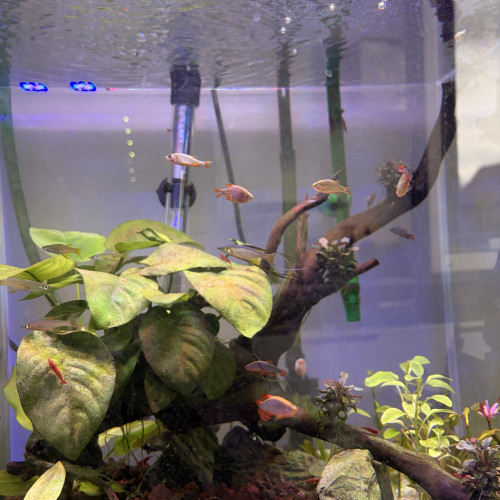Danio margaritatus/microrasbora galaxy + Iriatherina werneri /poisson arc en ciel