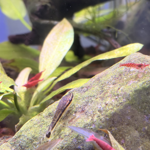 Otocinclus