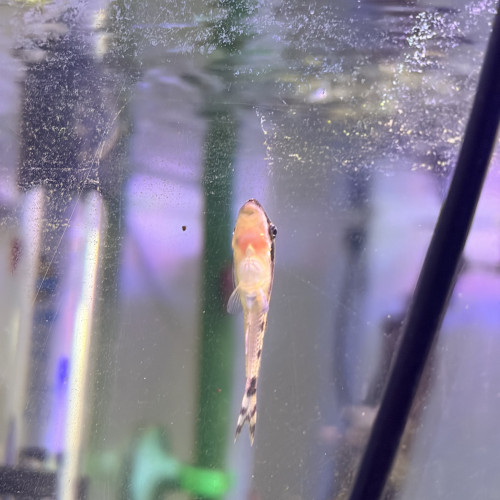 Otocinclus