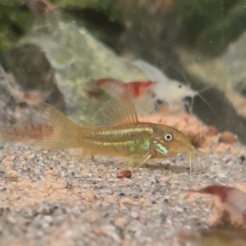 Corydoras gold stripe peru laser