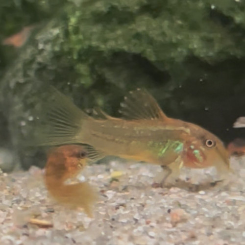 Corydoras gold stripe peru laser