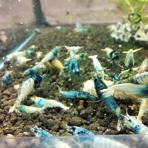 crevettes blue steel caridina