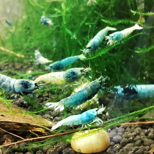 crevettes blue steel caridina