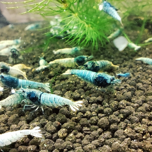 crevettes blue steel caridina