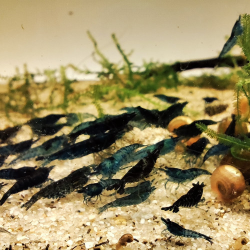 Crevettes blue velvet neocaridina