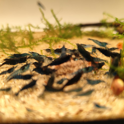 Crevettes blue velvet neocaridina